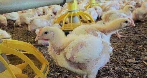 鸡棚塌了爆料视频,现场视频曝光引关注  第2张