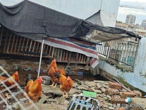 鸡棚塌了爆料视频,现场视频曝光引关注  第3张